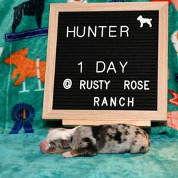 Miniature American Shepherd and Miniature Australian Shepherd Puppies from Rusty Rose Mini Aussies and Mini American Shepherds