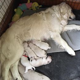 Golden Retriever Puppies from Golden Retriever Street