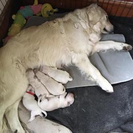 Golden Retriever Puppies from Golden Retriever Street
