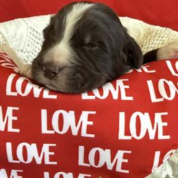 Duke - White and brown male Newfoundland puppy in Goodhue, Minnesota from Claypits Newfoundlands
