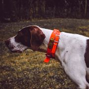 German Shorthaired Pointers and Pointers from Bishop Kennels