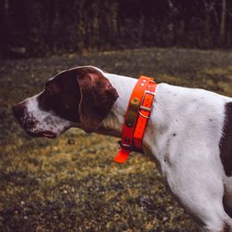 German Shorthaired Pointers and Pointers from Bishop Kennels
