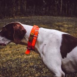 German Shorthaired Pointers and Pointers from Bishop Kennels