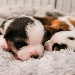 Pembroke Welsh Corgis from Wild Rose Farms