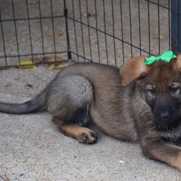 German Shepherd Puppies from West Haus Shepherds