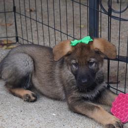 German Shepherd Puppies from West Haus Shepherds
