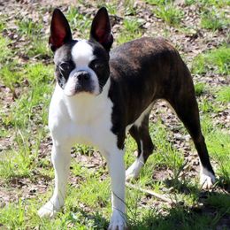 Boston Terriers, Bulldogs, and French Bulldogs from JP Ranch Bulldogs