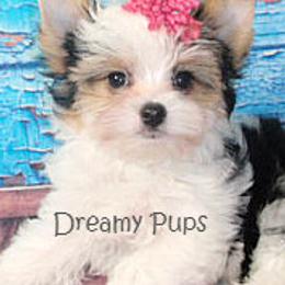 Biewer Terriers and Yorkshire Terriers from Dreamy Pups