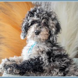Hawkeye - Black white and tan male Cockapoo puppy in Connersville, Indiana from Deaz Doodle Ranch