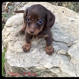 Dachshund and Pug Puppies from Wiggle'n V Ranch