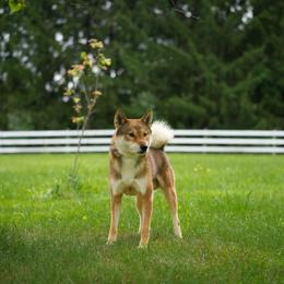 Udon - Red sesame male Shikoku Ken puppy in Pennsylvania from Aoiyama Sou Shikoku Kennel