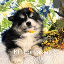Pomsky Puppies from KP Pomskies LLC