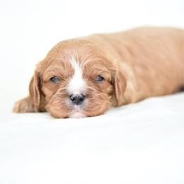 Titan - Ruby male Cavalier King Charles Spaniel puppy in Lawton, Oklahoma from Lindsey’s Cavies
