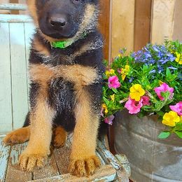 German Shepherd Puppies from Kindheitstraum Kennels