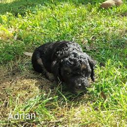 Adrian - Black and tan male Cockapoo puppy in Sunset, Louisiana from Cano Cockapoos