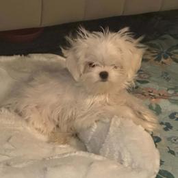 Maltese puppies from Clearview Canines