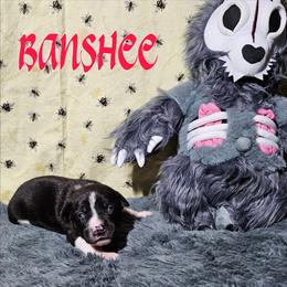 Banshee - Black and white female Rat Terrier puppy in Lynn, Alabama from Cryptic Rat Terriers