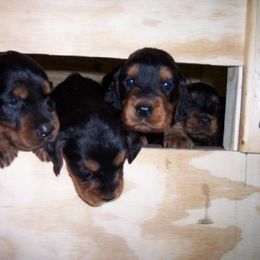 English Setter, Golden Retriever, and Gordon Setter Puppies from Katherine's Gordon Setters, English Setters, and Golden Retrievers
