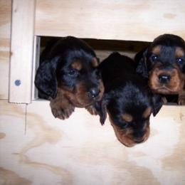 English Setter, Golden Retriever, and Gordon Setter Puppies from Katherine's Gordon Setters, English Setters, and Golden Retrievers
