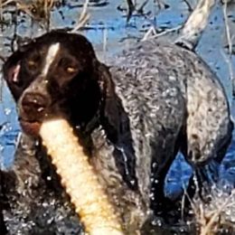 German Shorthaired Pointers from Revenant German Shorthairs