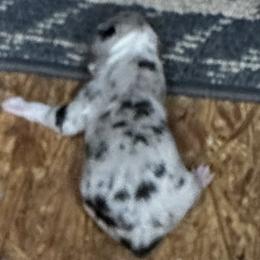 Blue merle - White and blue merle female Border Collie puppy in Henagar, Alabama from Ridge Kap Border Collies