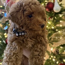 Maltipoo Puppies from Ollie-Pop Paws Breeding
