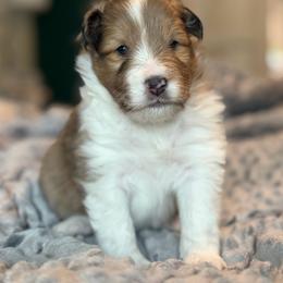 Koda - White and sable merle male Shetland Sheepdog puppy in Warren, Texas from Willow&Wren Shetland Sheepdogs