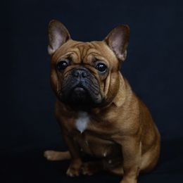 Gigi - French Bulldog