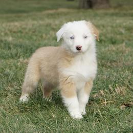 Dinah - Yellow female Australian Shepherd puppy in Holmesville, Ohio from Coffee Run Spring at Miller Farms