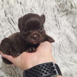 Solid chocolate boy, white markings - Chocolate male Chihuahua puppy in Richmond, Virginia from Breens