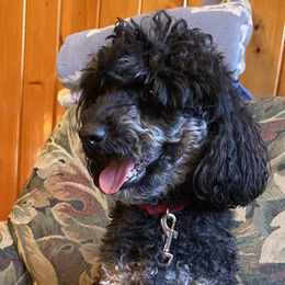 Bruno - Poodle