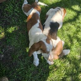 Basset Hound All Grown Up from Hazard Hound Kennels