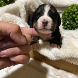 Juniper - Black rust and white female Bernese Mountain Dog puppy in Millersburg, California from Smith Farms and Kennels