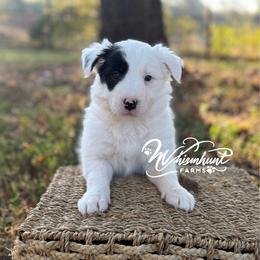 Patsy - Black and white female Border Collie puppy in Nashville, Arkansas from Whisenhunt Farms