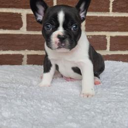 Boy 2 - Black and white male French Bulldog puppy in Gloster, Mississippi from Donna's French Bulldogs
