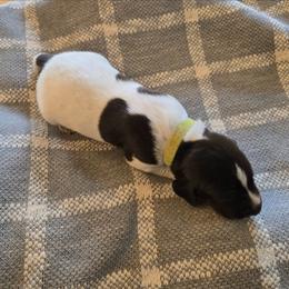 Green Liver - Liver and white male German Shorthaired Pointer puppy in Linton, Indiana from Red White and Blue Kennel