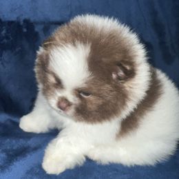 Pomeranian Puppies from Country Lane Kennels