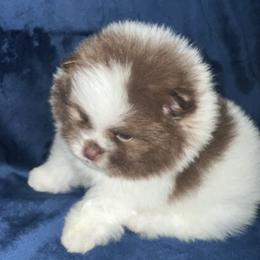 Pomeranian Puppies from Country Lane Kennels