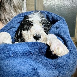 Bearded Collie and Border Collie Puppies from Beloved Bearded & Border Collies