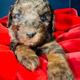 Ruby - Merle female Bernedoodle puppy in Sherman, Illinois from Shirl Doodle Life