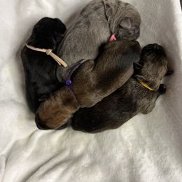 Cane Corso Puppies from Valyrian Cane Corsos