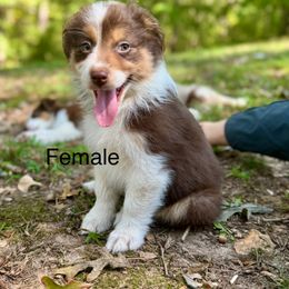 Patches - Red tri-color female Australian Shepherd puppy in Bremen, Georgia from Ash-Land Aussies