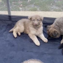 Boy 5 - Isabella male German Shepherd puppy in Pelham, North Carolina from P & P Shepherds