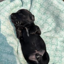 Green collar - Brindle male Dachshund puppy in Onalaska, Washington from FairyTail Dachshunds