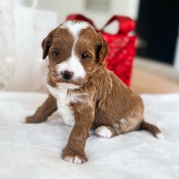 Holly - Red  female Goldendoodle puppy in Sterling, Illinois from Charley's Goldendoodles
