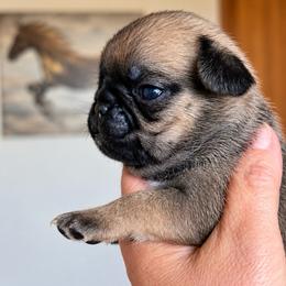 Poppy - hot pink collar Fawn girl 1 - Fawn female Pug puppy in Onalaska, Washington from Cupid’s Pugs