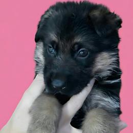 Boy 2 - Black and red male German Shepherd puppy in Rockfield, Kentucky from Cheveyo German Shepherds