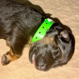 Green Girl (Assign on Pick up) - Black and red female German Shepherd puppy in Davie, Florida from Vom Broward Haus