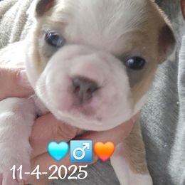Blue fawn BoY - Blue male Boston Terrier puppy in Versailles, Indiana from Benhams Bostons