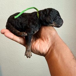 DR Congo - Phantom male Goldendoodle puppy in Houston, Texas from Were The Mack'Doodles